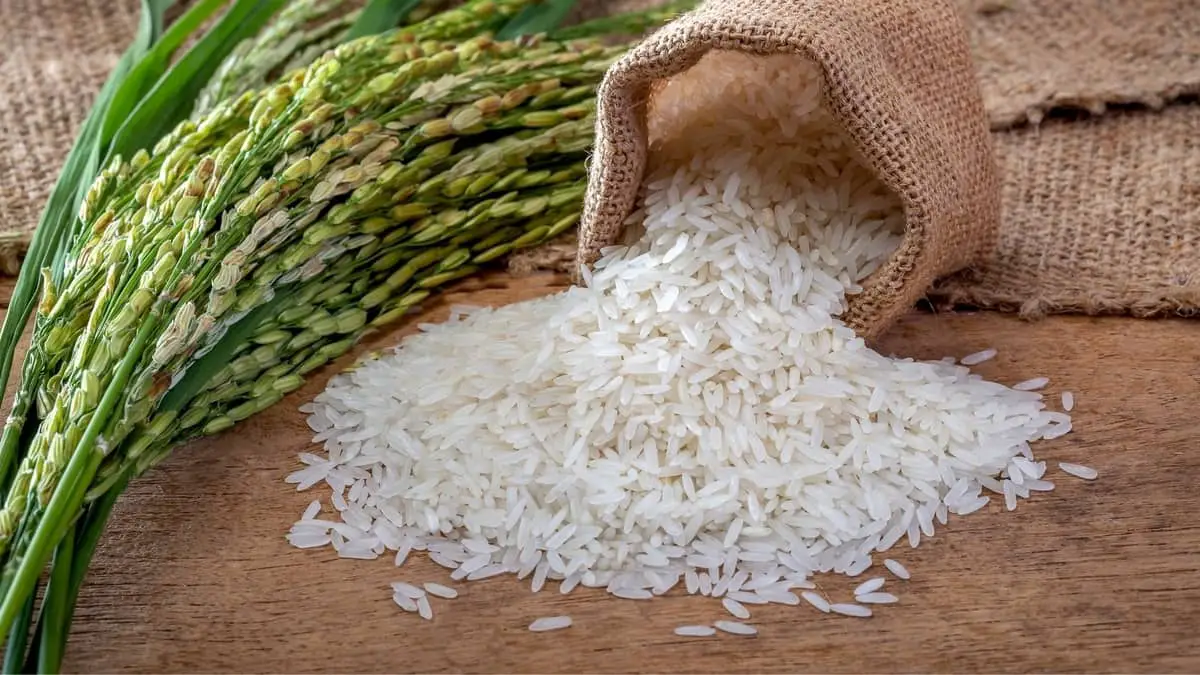 Does Jasmine Rice Have Gluten