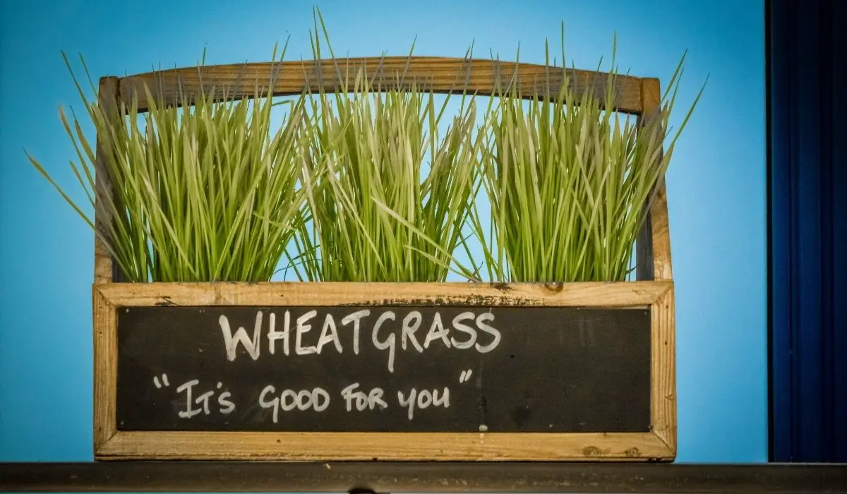 Does Wheatgrass Have Gluten