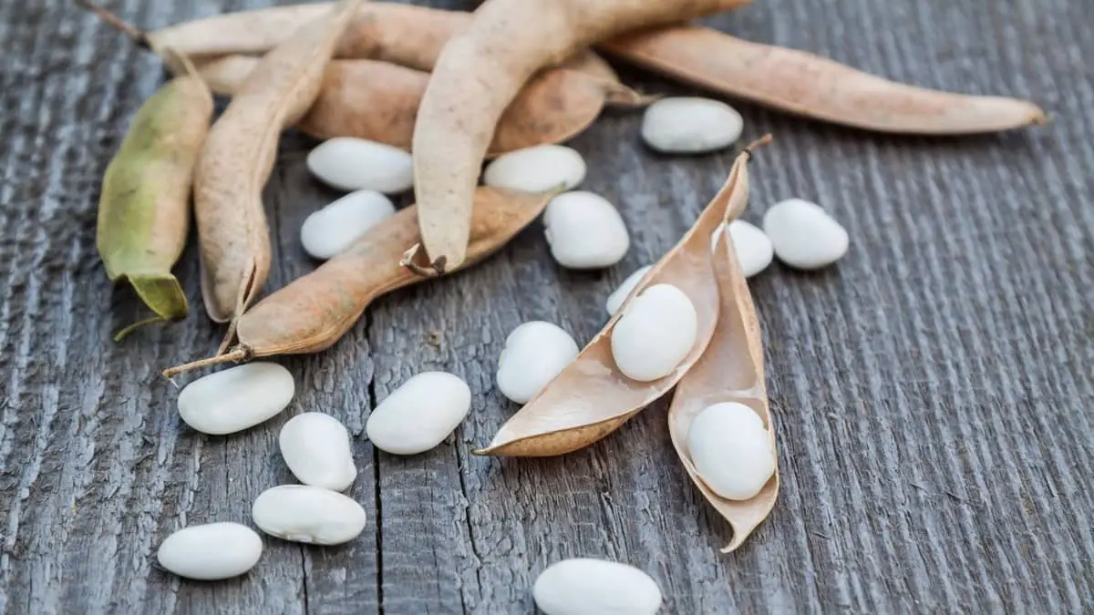 Are White Beans Gluten Free