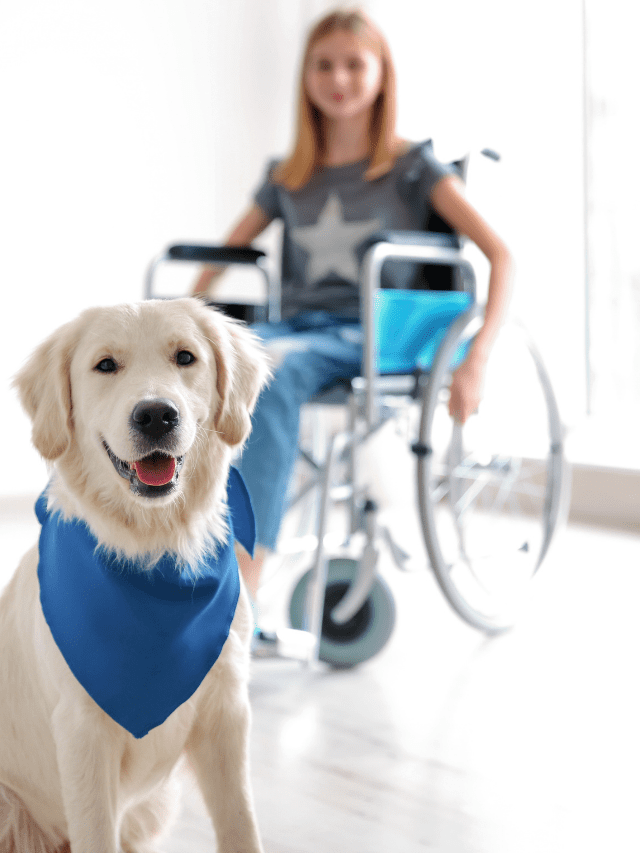 Service Dogs For People With Celiac Disease