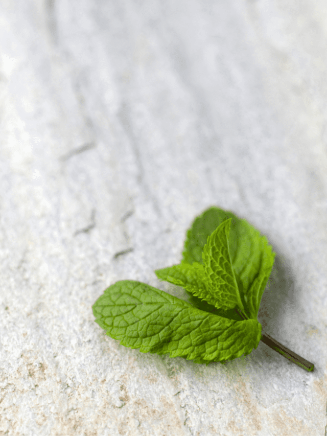 Do Andes Mints Contain Gluten?